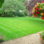 Plants: image 5 0f 8 thumb